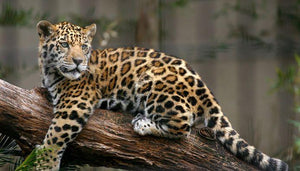 jaguar_nomad_republic