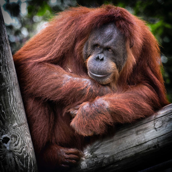 Borneo entre orangutanes