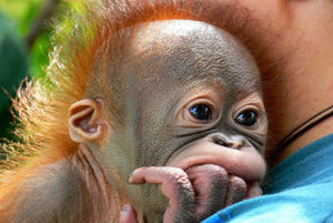 orangutan_nomad_republic_voluntariado_malasia