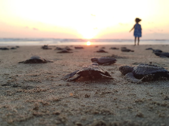 Conservación de tortugas marinas en playas de Costa Rica