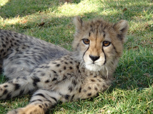 cheetah_nomad_republic_sudáfrica_voluntariado