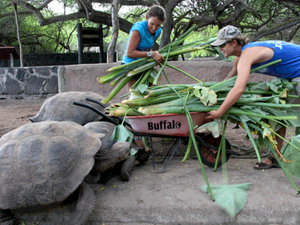 ¡Esta tortuga creía extinta desde 1906 y se encontró una de ellas la semana pasada en Galápagos!