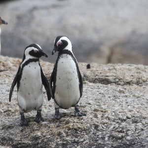 pinguinos_nomad_republic
