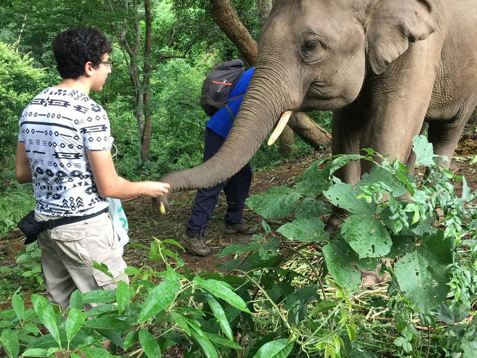 Conservación de elefantes en Tailandia