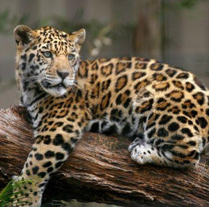 Conservación del jaguar en Yucatán