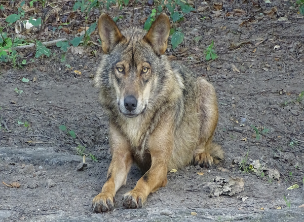 Conservación de Lobos ibéricos en Portugal